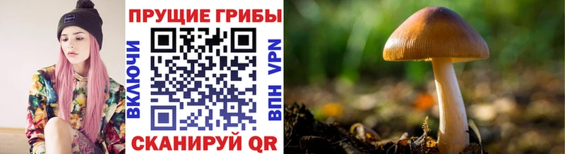 Псилоцибиновые грибы мицелий  где найти наркотики  Бузулук 